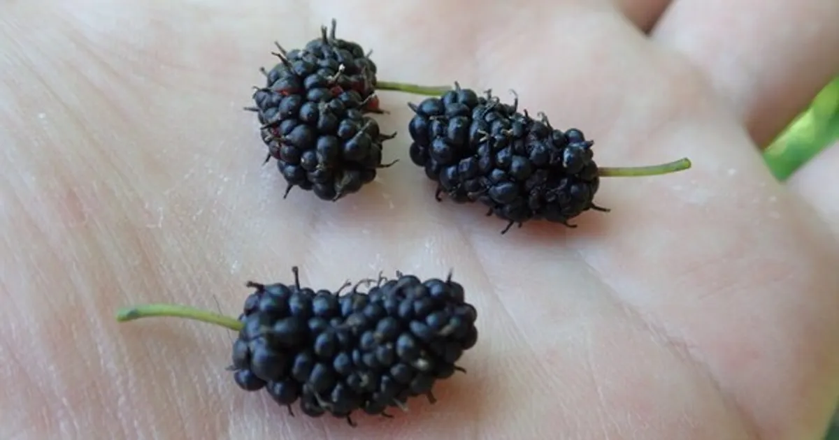 맨날 피곤하면 "이 과일 드세요" 잠만자던 남편도 일어나게 합니다.