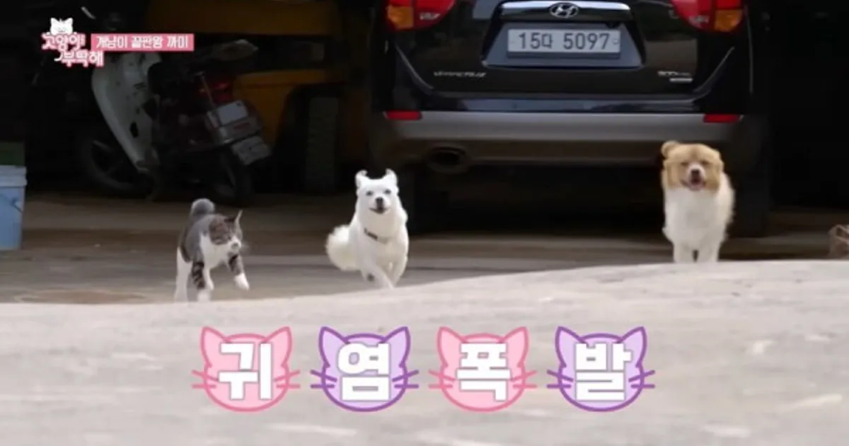 개처럼 자라 정말 개가 된 고양이 까미의 시골 이야기