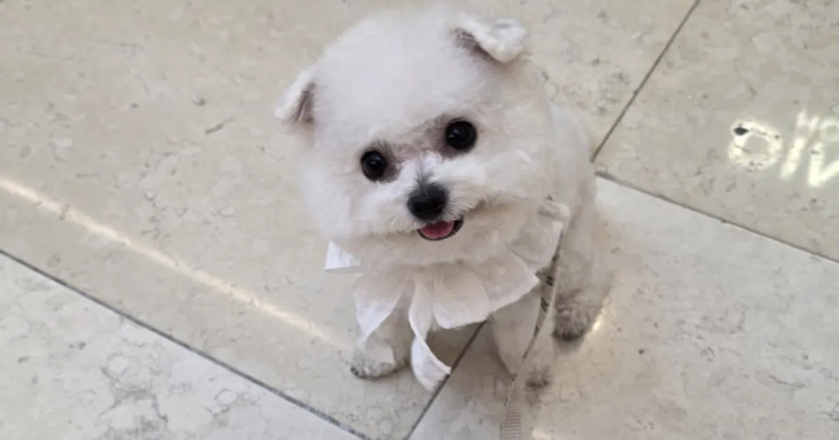 오늘은 하루종일 실내산책 ㅋㅋㅋ