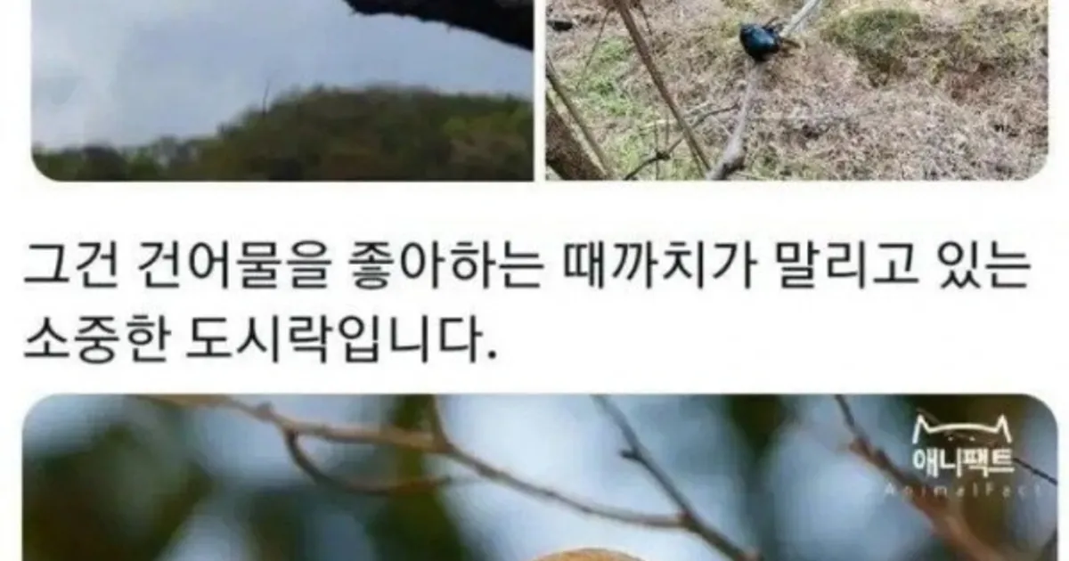 한국 산속 괴담)등산할때 절때 건들면 안되는것