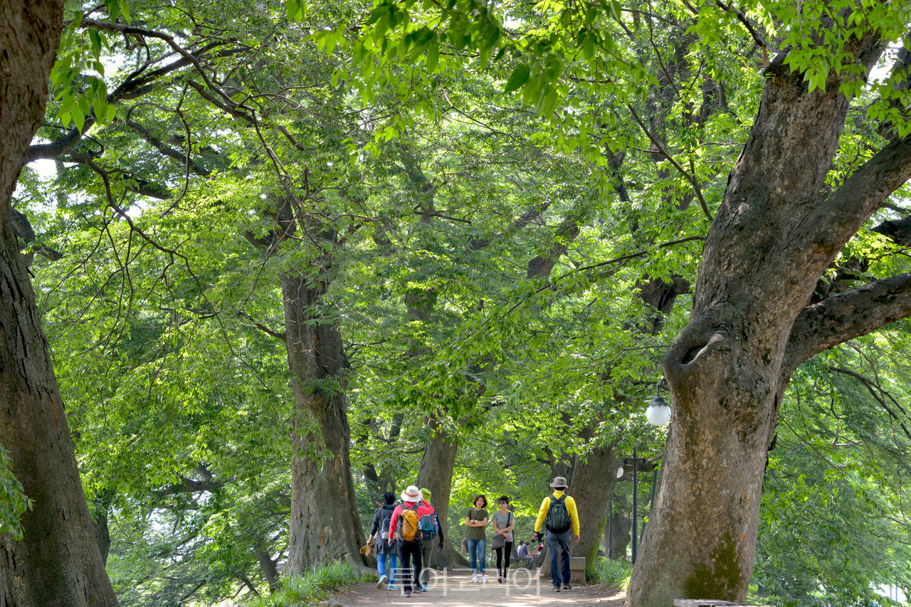 관방제림/사진-담양군