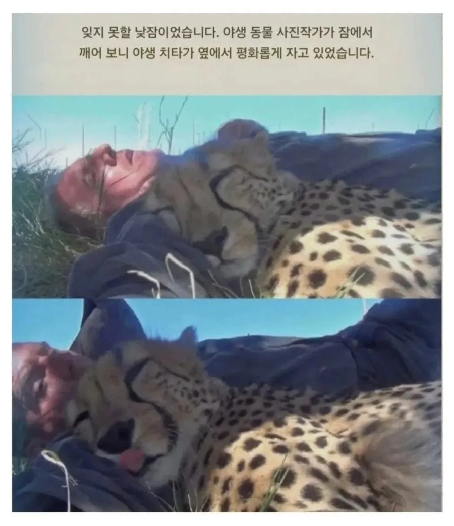 평생 잊지못할 낮잠을 잔 남자