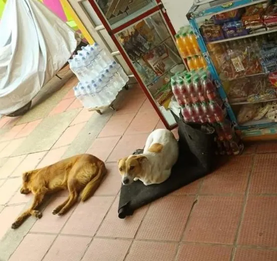 콜롬비아 어느 가게에서 개에게 간식을 줬더니...나중에는