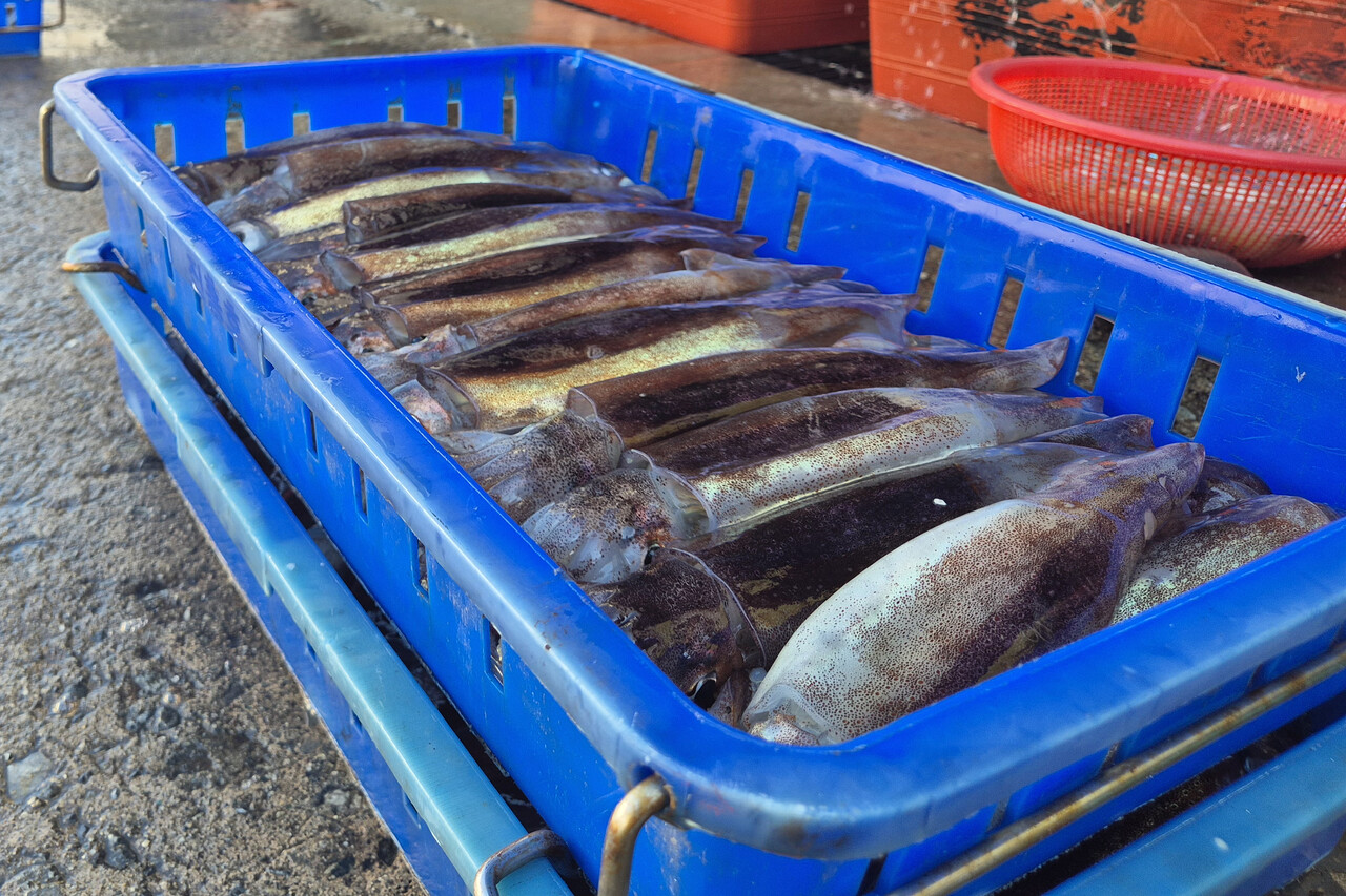 제주도보다 비싼 울릉도 물가…3일 여행에 100만원 훌쩍[연합뉴스]