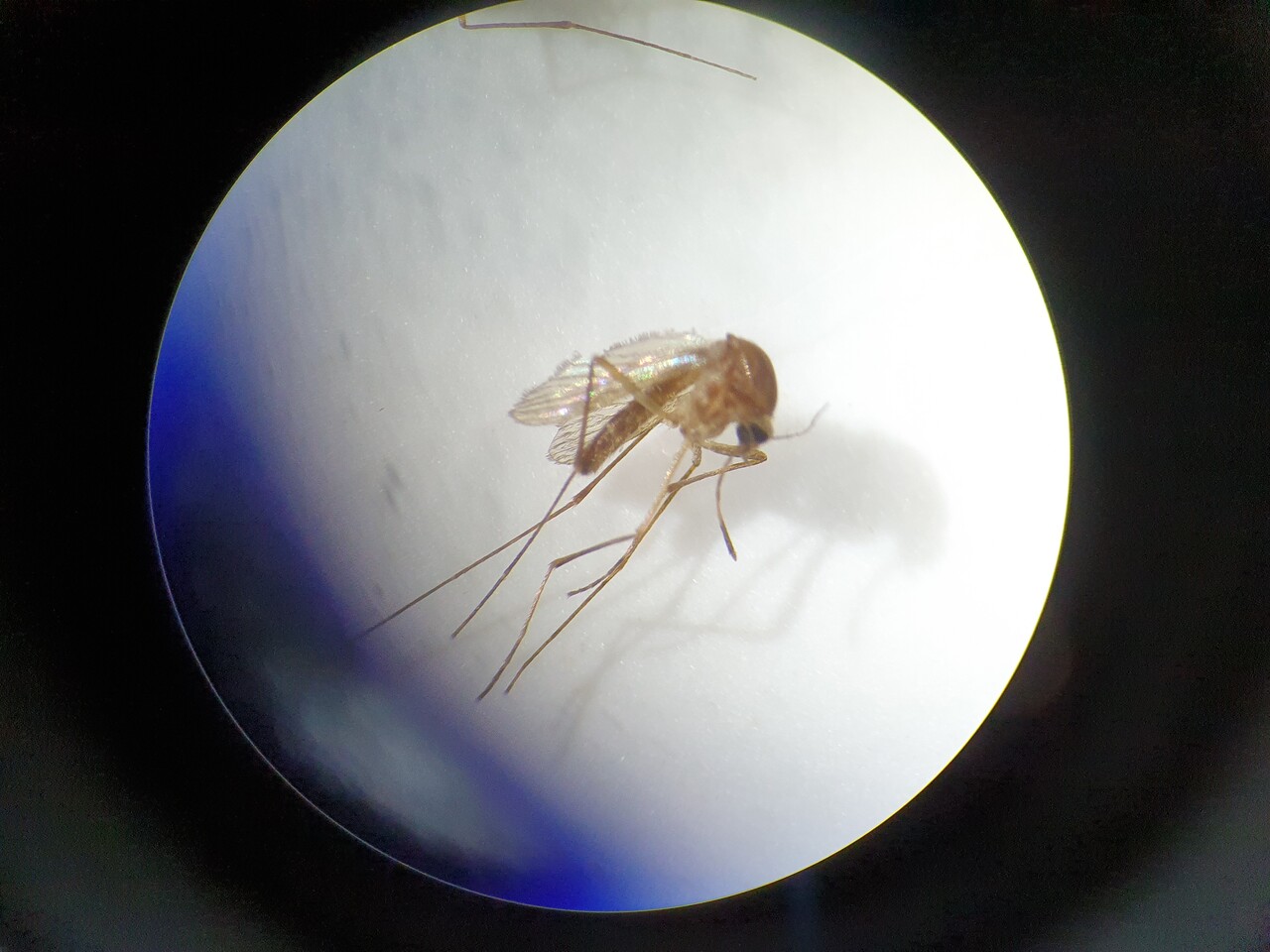 모기도&nbsp;여름 고온에 지친다…이제 가을에 더 극성[연합뉴스]