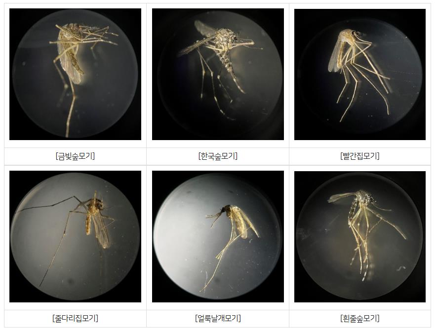 모기도&nbsp;여름 고온에 지친다…이제 가을에 더 극성[연합뉴스]