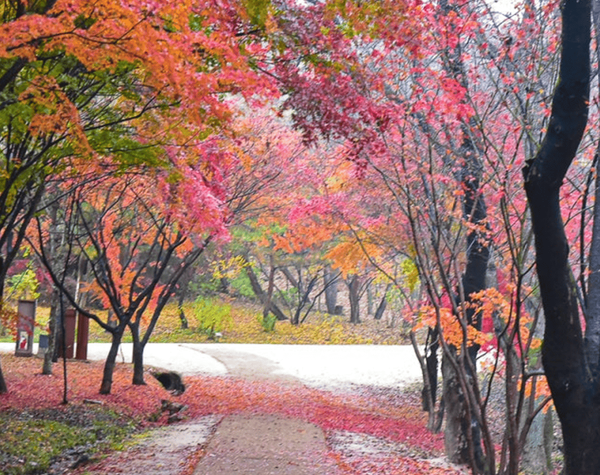 온라인 커뮤니티