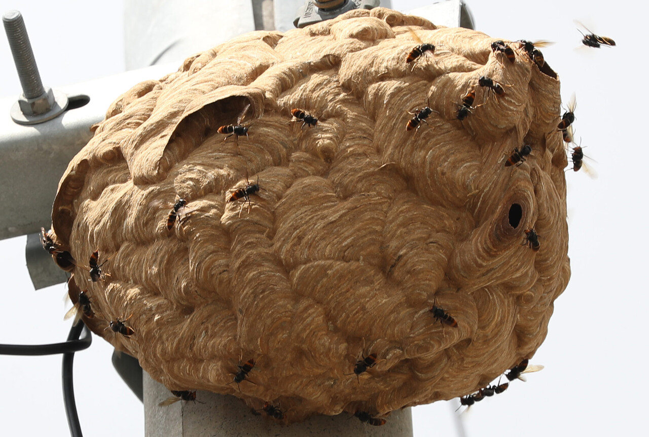 벌초 골칫덩이&nbsp;말벌, 검은 머리를 좋아한다?…벌 쏘임 피하려면[연합뉴스]