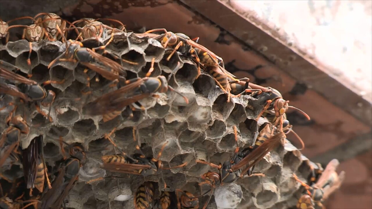 벌초 골칫덩이&nbsp;말벌, 검은 머리를 좋아한다?…벌 쏘임 피하려면[연합뉴스]