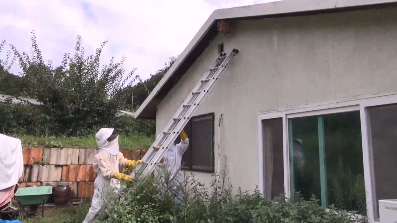 벌초 골칫덩이&nbsp;말벌, 검은 머리를 좋아한다?…벌 쏘임 피하려면[연합뉴스]