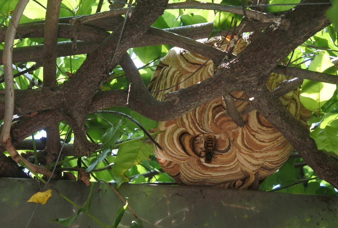 벌초 골칫덩이&nbsp;말벌, 검은 머리를 좋아한다?…벌 쏘임 피하려면[연합뉴스]