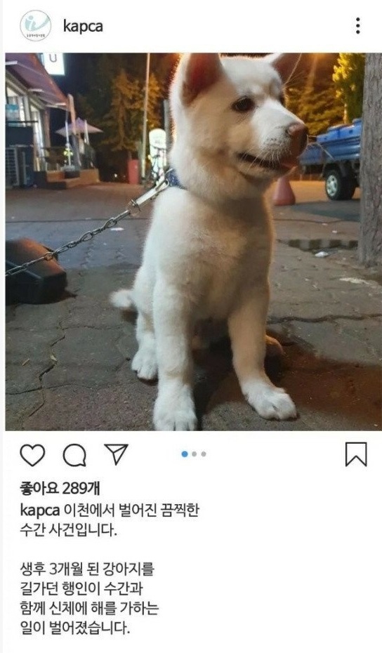 남자 강아지의 ㅈ액이 여자사람 거기로 들어가면 임ㅅ하나요? 6