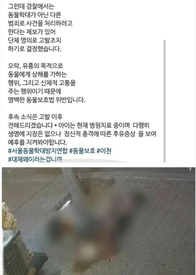 남자 강아지의 ㅈ액이 여자사람 거기로 들어가면 임ㅅ하나요? 7