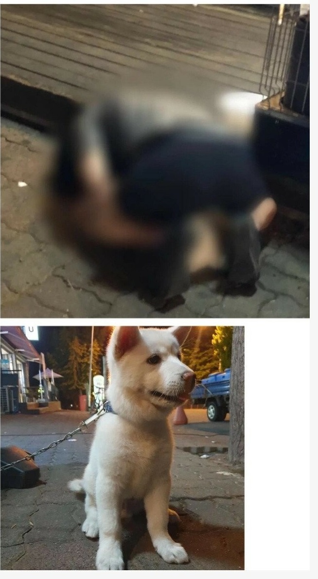 남자 강아지의 ㅈ액이 여자사람 거기로 들어가면 임ㅅ하나요? 8