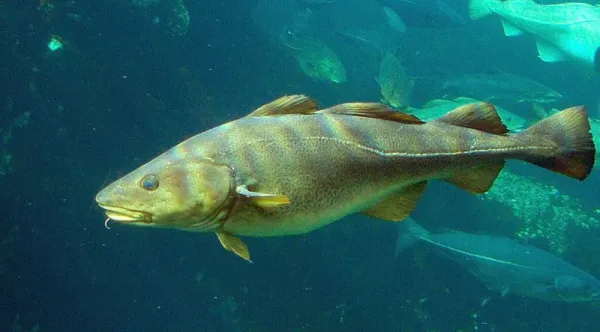 1 인간 때문에 멸종할뻔한 맛 없는 생물 대구. 살에 기름기가 없고 담백해서 다른 포식자들 입맛에 안 맞도록 진화 했는데 인간 입맛에 잘 맞아 버려서 멸종 직전까지 감.webp