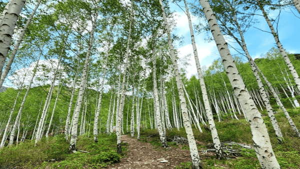 온라인 커뮤니티