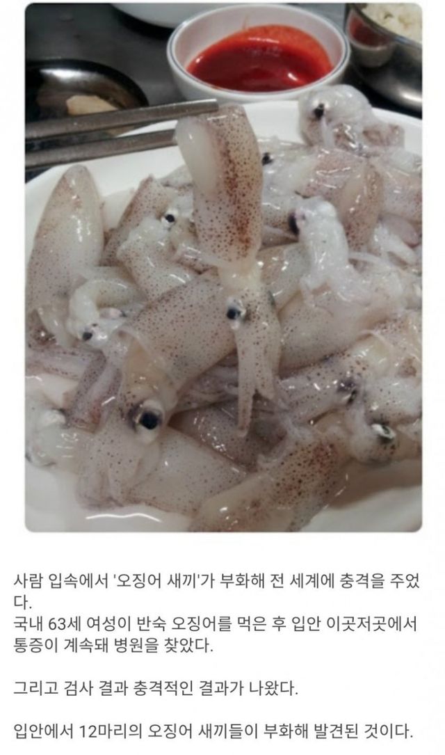 오징어회를 함부로 먹으면 안되는 이유