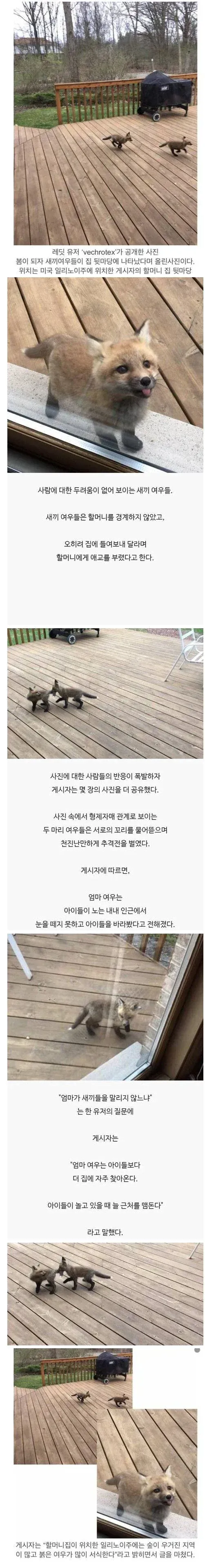 image.png 레딧 유저가 올린 새끼 여우 사진.jpg