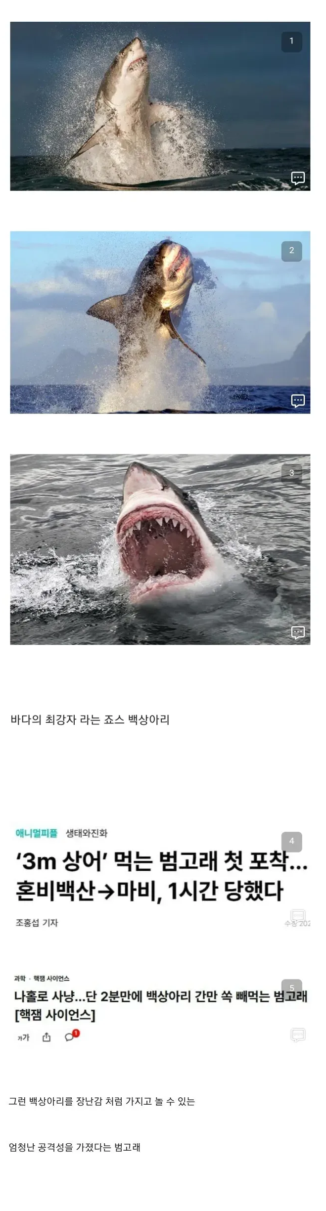 최근 범고래가 인간을 적극적으로 공격하기 시작한 이유