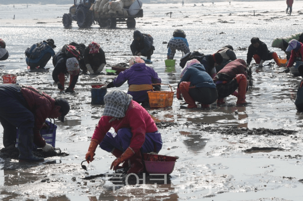 갯벌에서 패류를 채취하는 어업인들