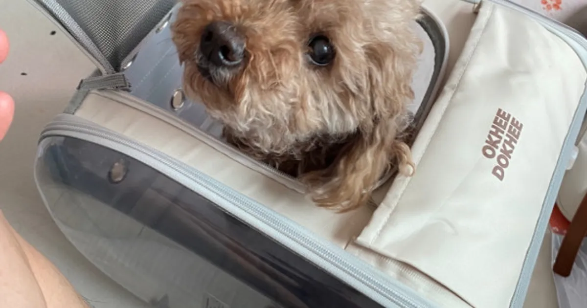 김구찌 자전거 같이 타려고 산 가방