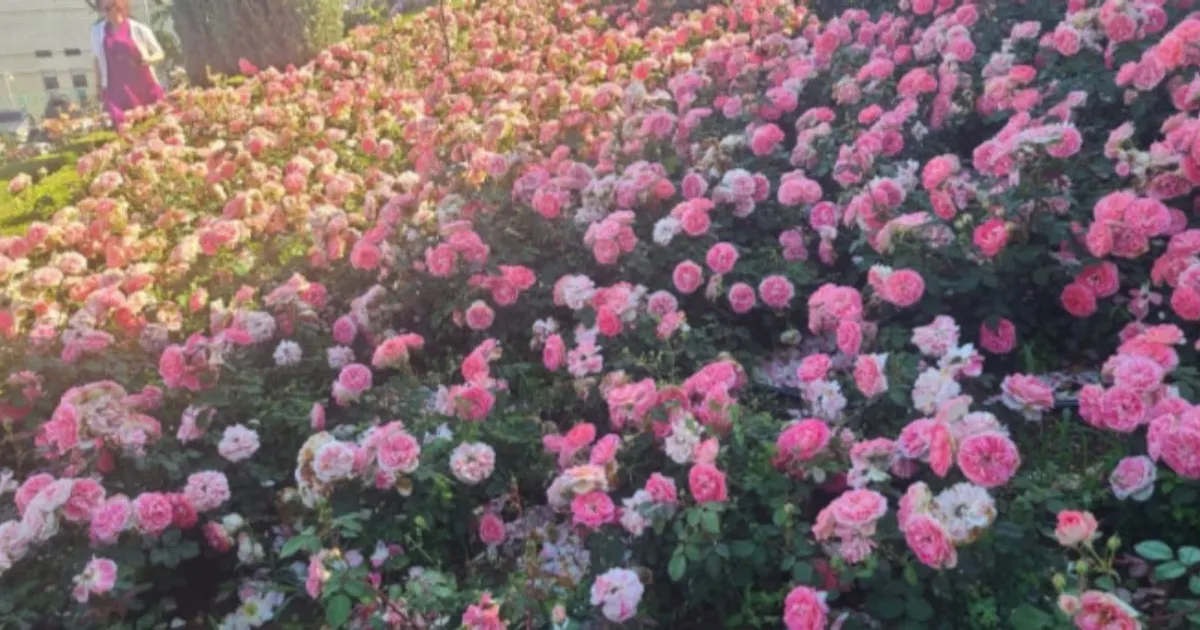 "도심에서 만나는 장미의 향연!" 이곡장미원에서 만나는 6월의 색채와 향기