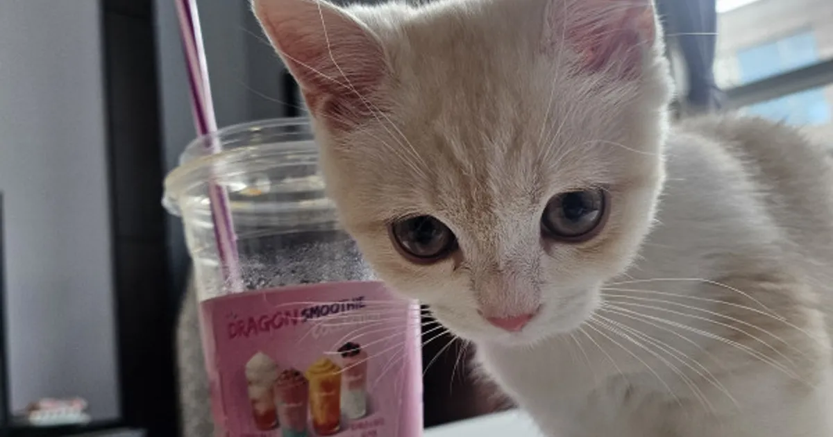 더운여름 커피한잔 하시죠