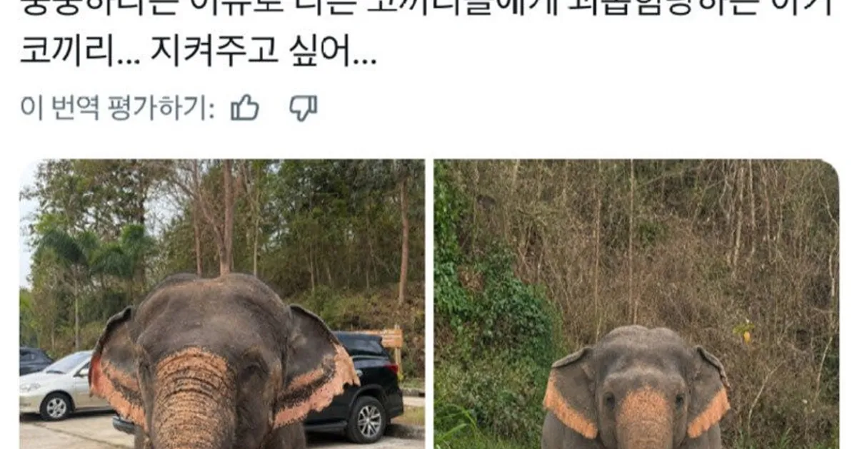뚱뚱해서 따 당한 아기 코끼리래여