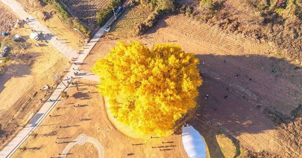 국내 최고령 은행나무.jpg