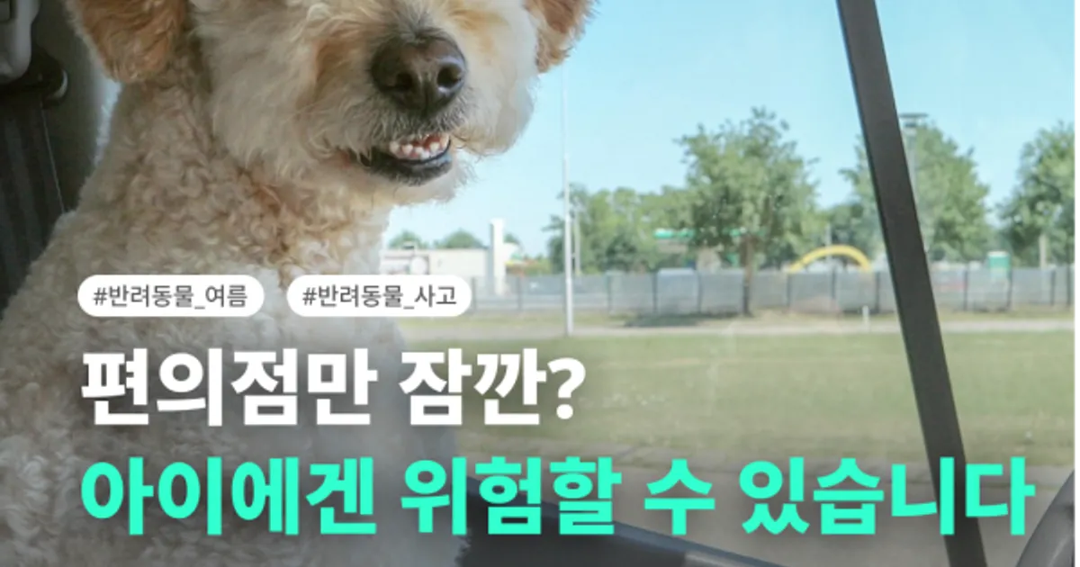 🥵 여름철 반려동물과 차량 이동 시, 주의해야 합니다