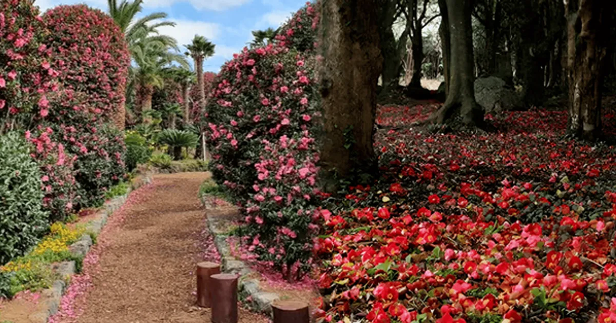 "이 추위에 꽃이 핀다?"...미리 준비하면 더 좋은 국내 동백꽃 명소 BEST 4 추천