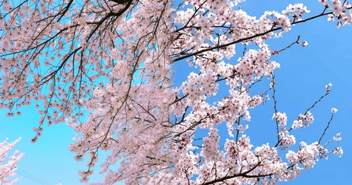 "봄 여행 여기로 정했다!"...3월부터 4월까지 꼭 가봐야 할 경북 벚꽃 여행지 BEST 4 추천