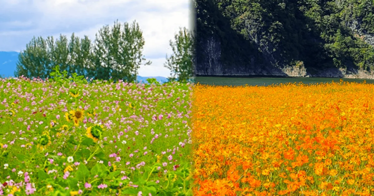 "더 이상 미룰 순 없다!"...지금 가장 예쁜 10월 코스모스 여행지 BEST 4 추천