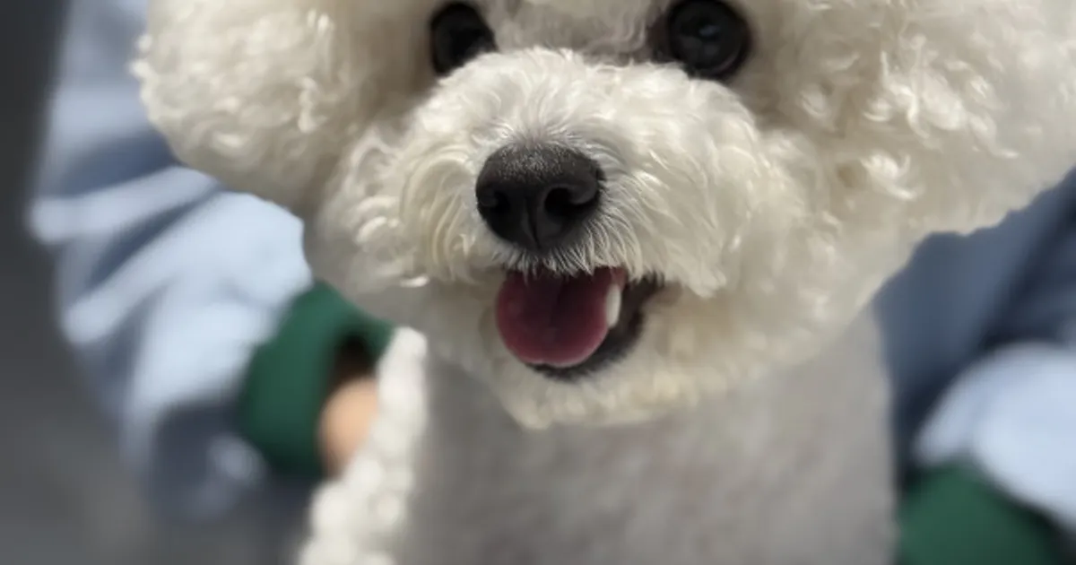 우리집 애교쟁♡