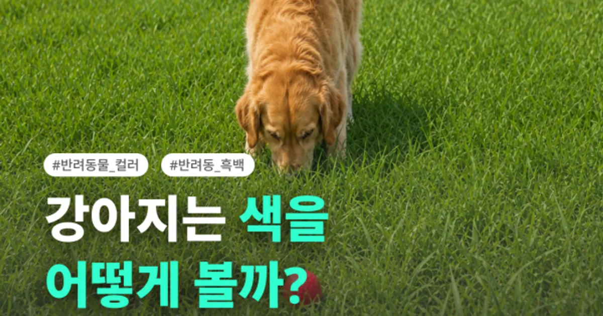 🎨 강아지는 세상을 어떤 색으로 볼까요?