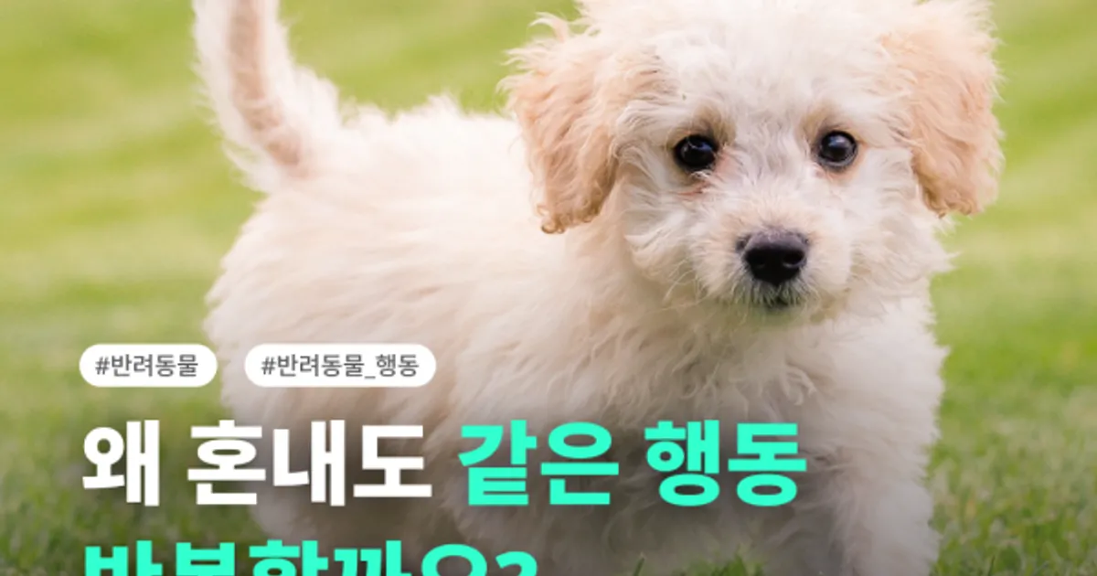 🧐 혼내도 같은 행동을 반복한다면