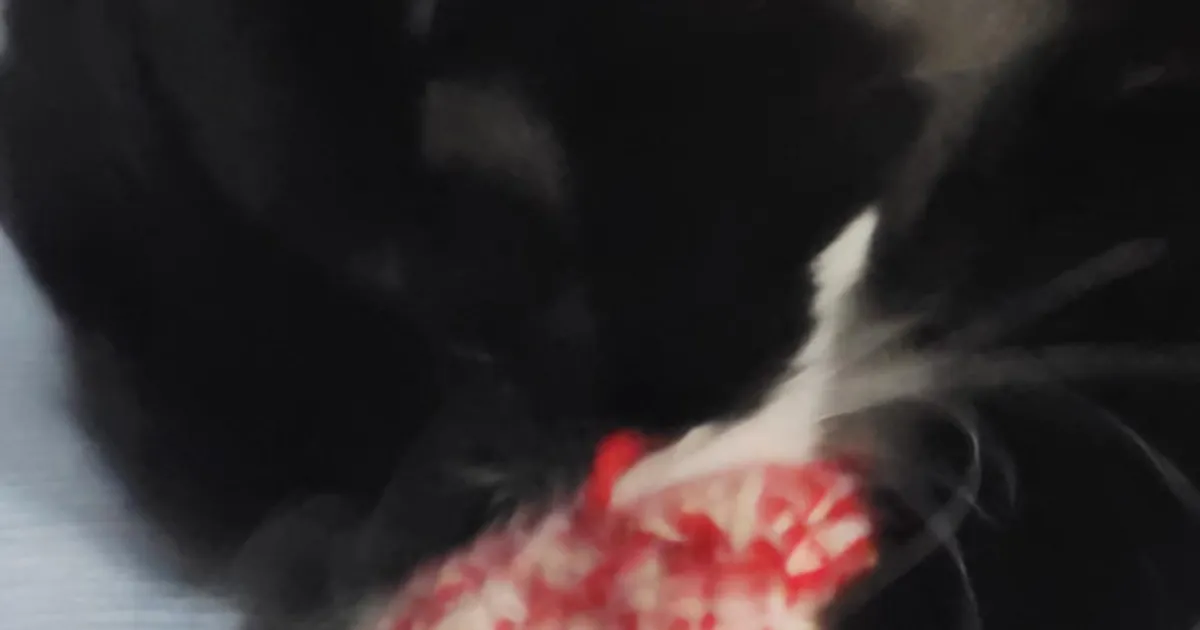 레드캣볼
