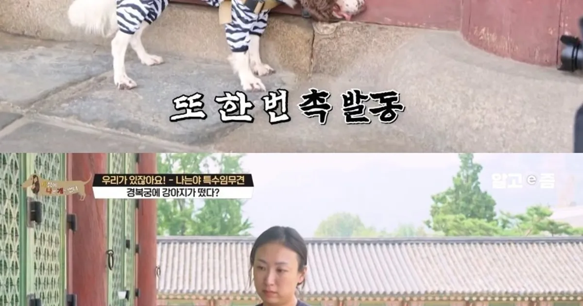 경복궁에 유일하게 출입 가능하다는 강아지		,,