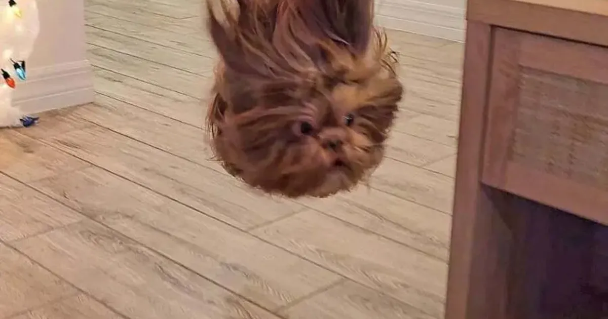 강아지 순간 포착 사진,,