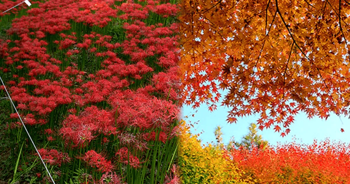 "상쾌하게 시작해볼까?"...하루를 기분 좋게 만들어줄 가을 산책 명소 BEST 4 추천