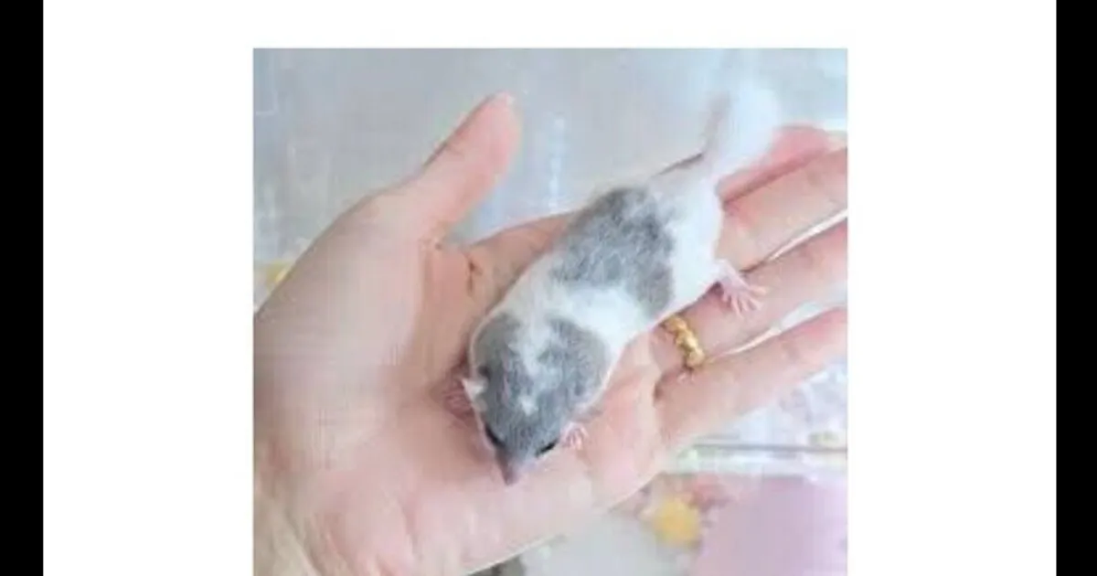 국내에서 햄스터의 지위를 빼앗고 있는 생물