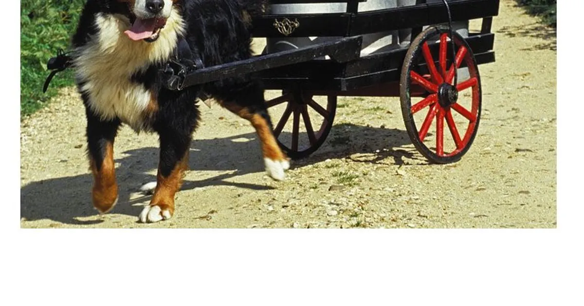 암 발병률 50%라는 견종