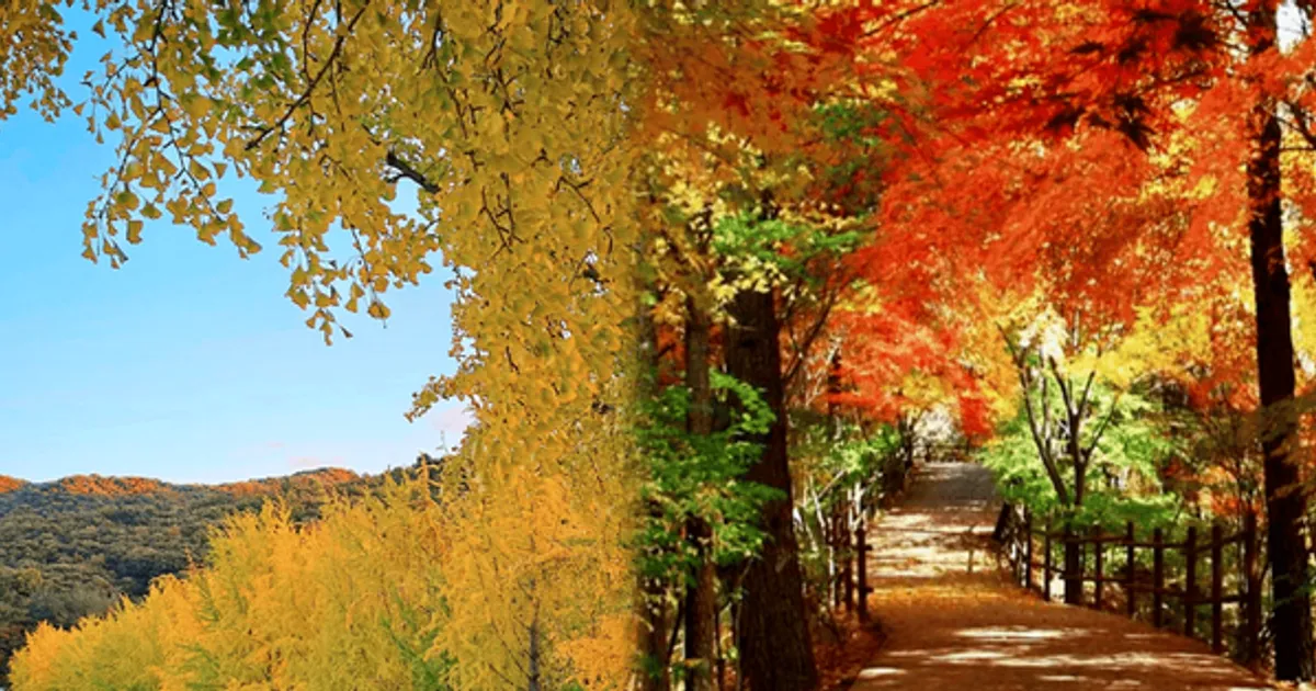 "카메라는 필수로 챙기기!"...인생샷 남기기 좋은 충북의 숨은 가을 명소 BEST 4 추천