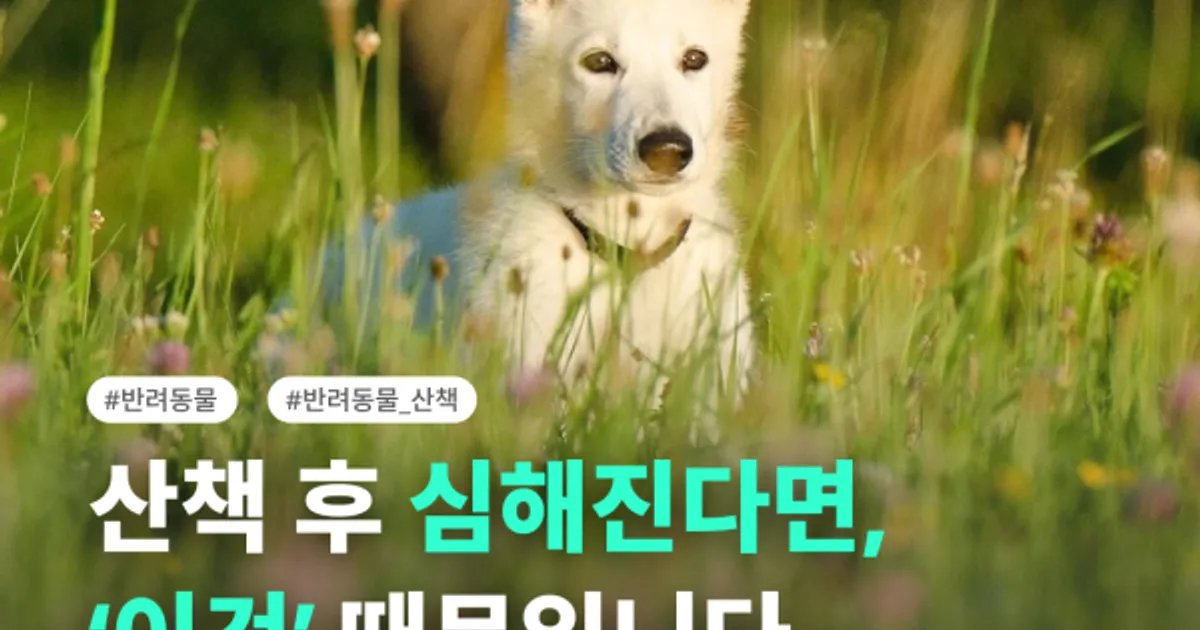 산책 후 긁는다면 꽃가루 신호일 수 있어요🌿