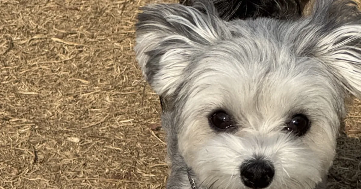 안녕하세요 꼼이예요