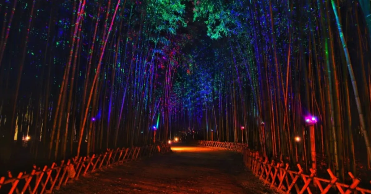 "대나무 숲에 쏟아지는 수만 개의 별!"... 어두워지면 더 빛나는 특별한 산책길