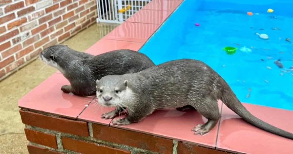 “수달과 교감하는 이색 실내 데이트!”...다양한 동물들을 만날 수 있는 동물 보호 테마 카페