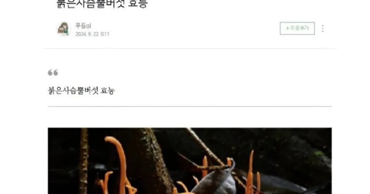 요즘 네이버 블로그 글을 믿으면 안 되는 이유