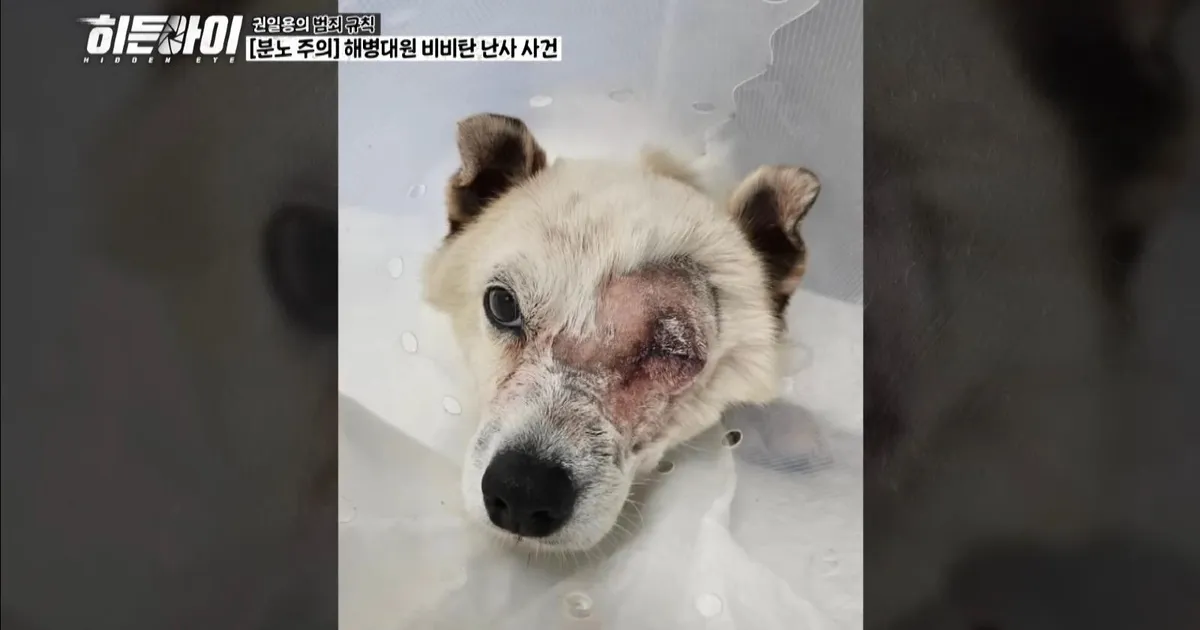BB탄 총으로 개 죽인 해병대 (재판중)