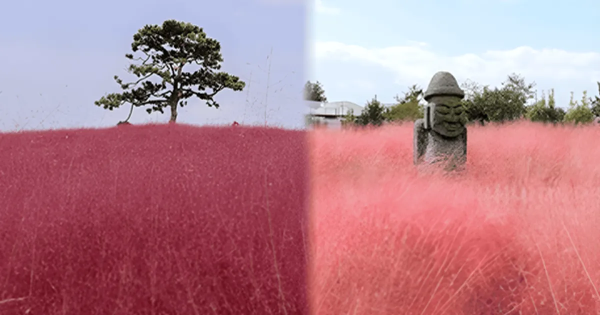 “분홍빛 바다에 빠져볼까?!”…마음을 간지럽히는 국내 핑크뮬리 명소 BEST 4 추천